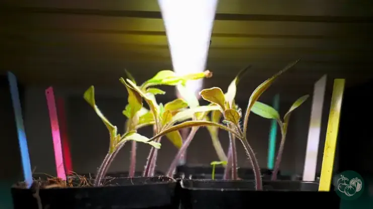 Tomato seedlings leaning in from either side towards an LED strip light at the top