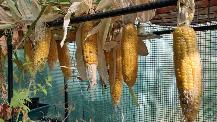 Grow Sweetcorn At Home: Everything You Need To Know