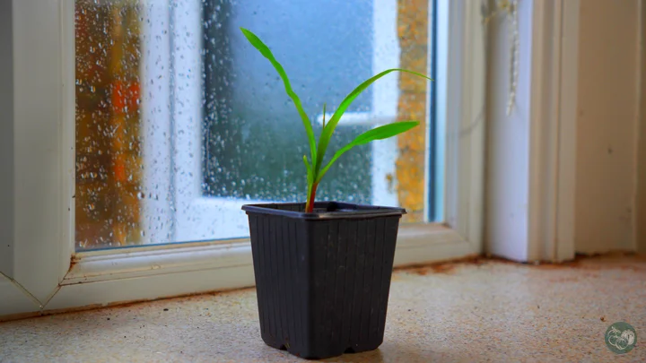 Grow Sweetcorn At Home: Everything You Need To Know