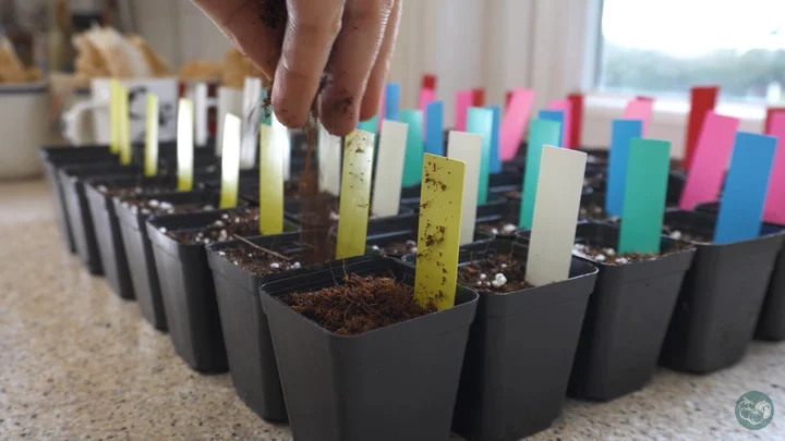 How To Sow Tomato Seeds For Maximum Germination