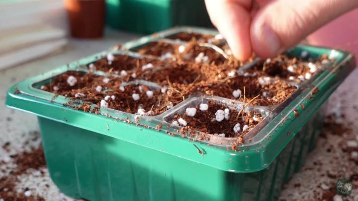How To Sow Chilli Pepper Seeds For Maximum Germination
